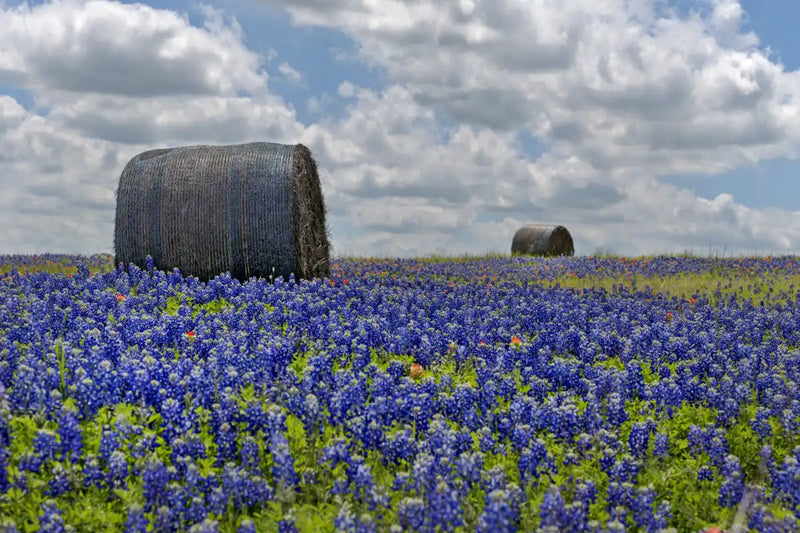 Texas Bluebonnets Wall Art