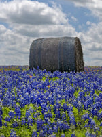 Texas Bluebonnets Wall Art
