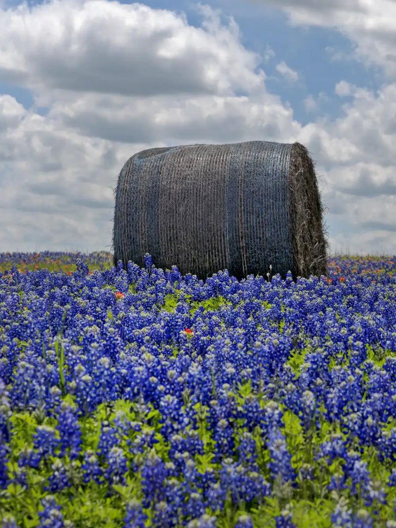 Texas Bluebonnets Wall Art