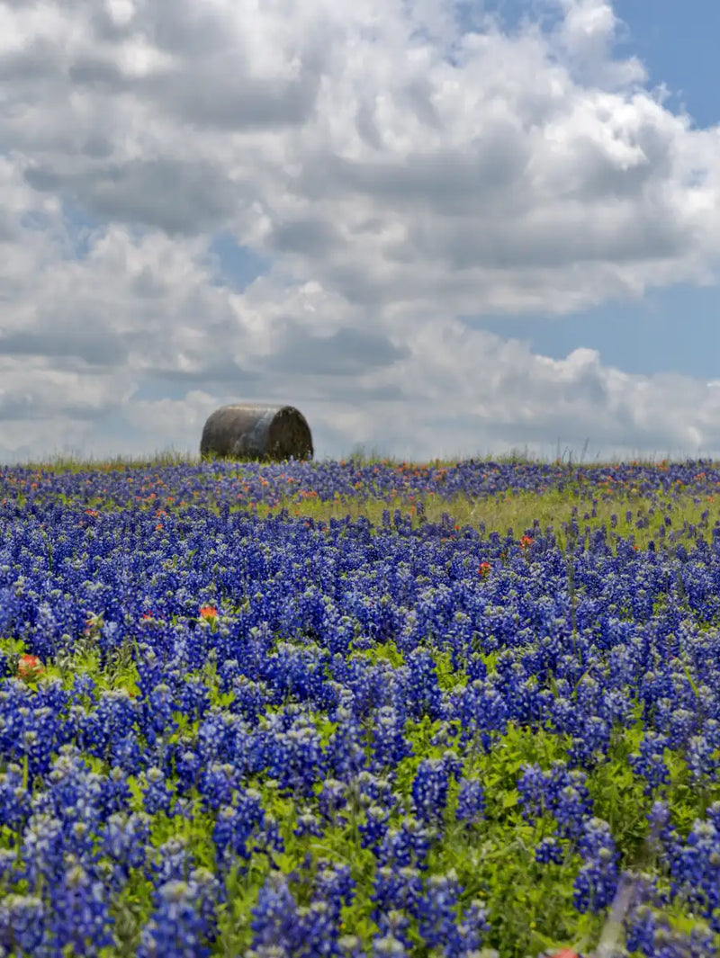 Texas Bluebonnets Wall Art