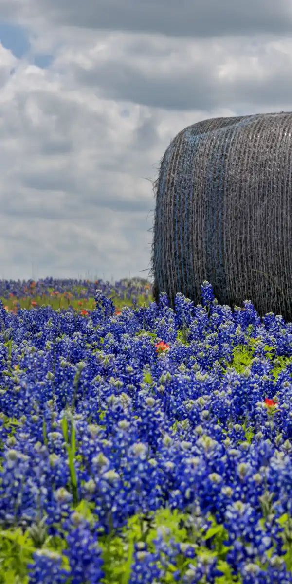 Texas Bluebonnets Wall Art
