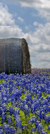 Texas Bluebonnets Wall Art