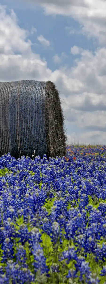 Texas Bluebonnets Wall Art
