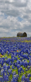 Texas Bluebonnets Wall Art