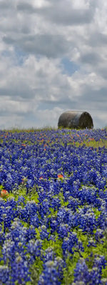 Texas Bluebonnets Wall Art