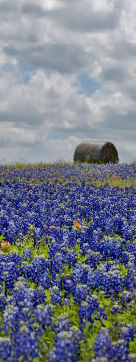Texas Bluebonnets Wall Art