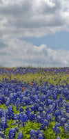 Texas Bluebonnets Wall Art