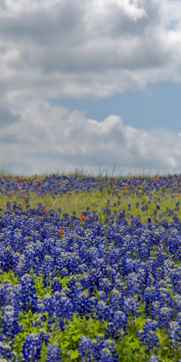 Texas Bluebonnets Wall Art