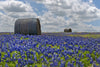 Texas Bluebonnets Wall Art