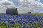 Texas Bluebonnets Wall Art