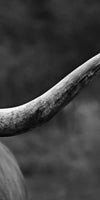 Texas Longhorn Cattle Wall Art