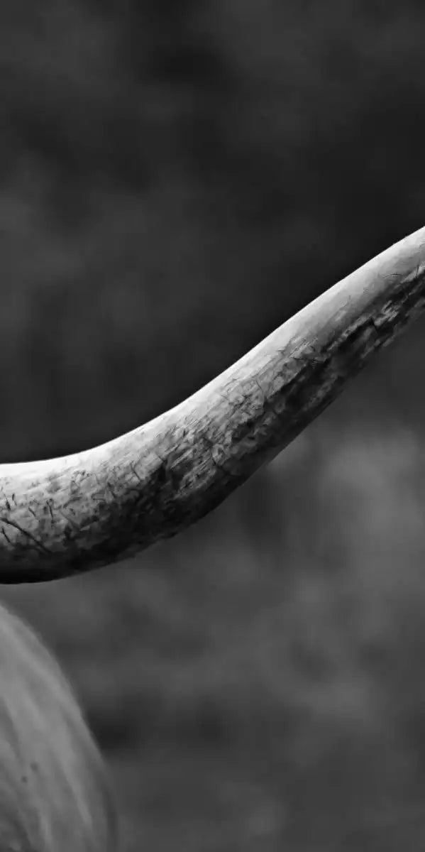 Texas Longhorn Cattle Wall Art