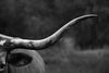 Texas Longhorn Cattle Wall Art