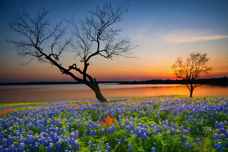 Texas Sunset Wall Art