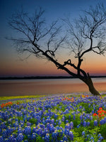 Texas Sunset Wall Art
