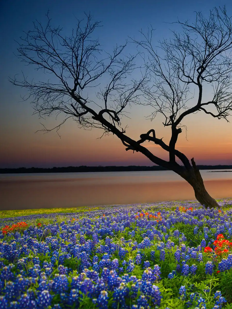 Texas Sunset Wall Art