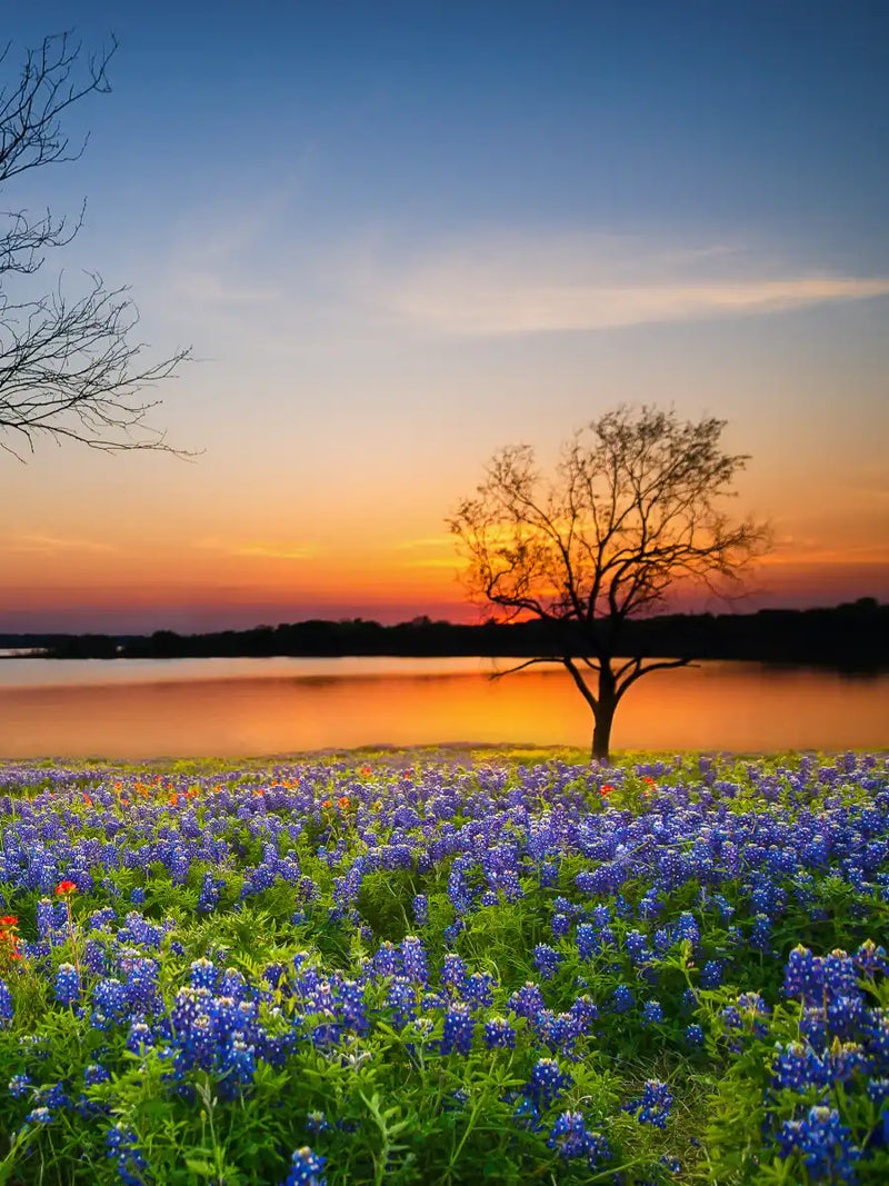 Texas Sunset Wall Art
