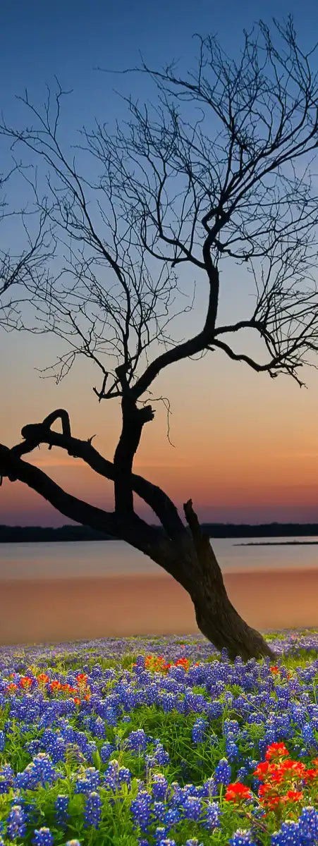 Texas Sunset Wall Art