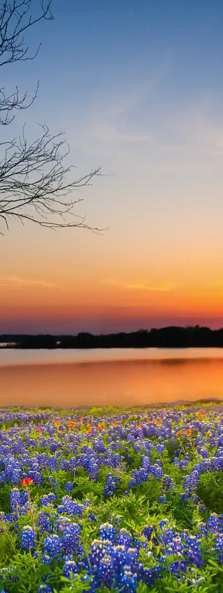 Texas Sunset Wall Art