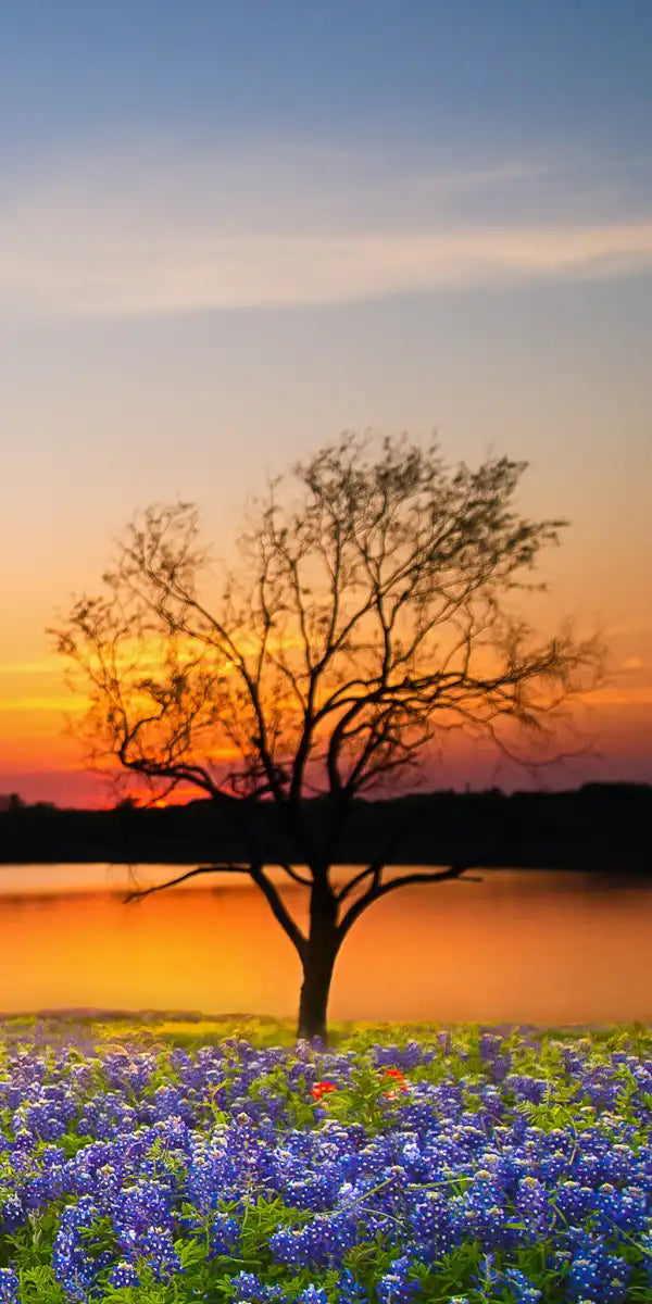 Texas Sunset Wall Art