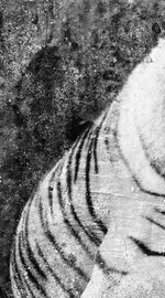 Textured White Tiger Wall Art
