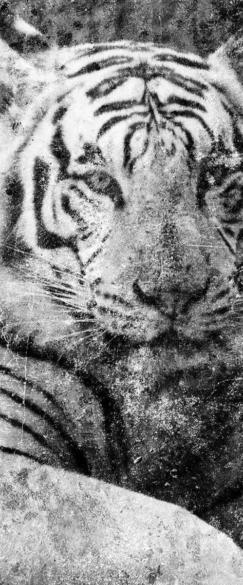 Textured White Tiger Wall Art
