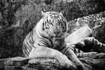 Textured White Tiger Wall Art
