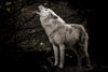 The Lone Wolf Wall Art