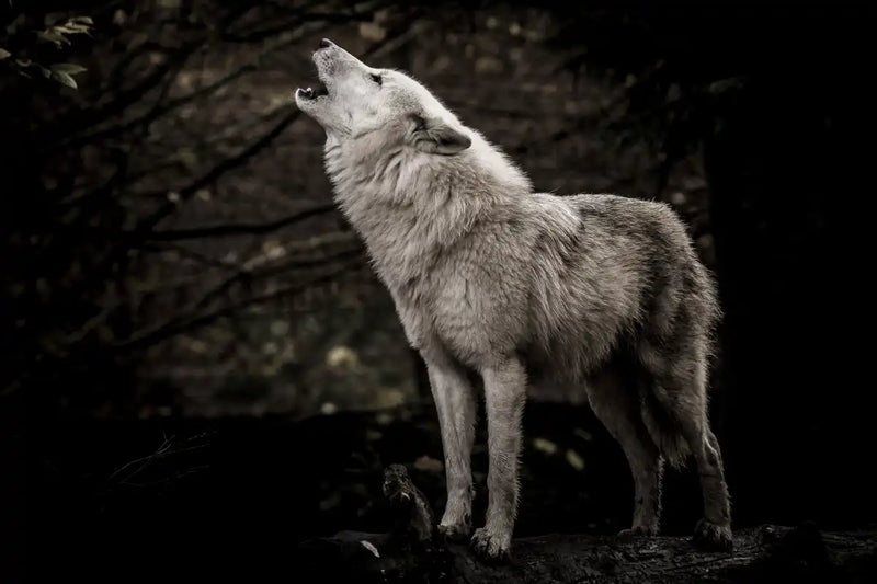 The Lone Wolf Wall Art