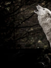 The Lone Wolf Wall Art