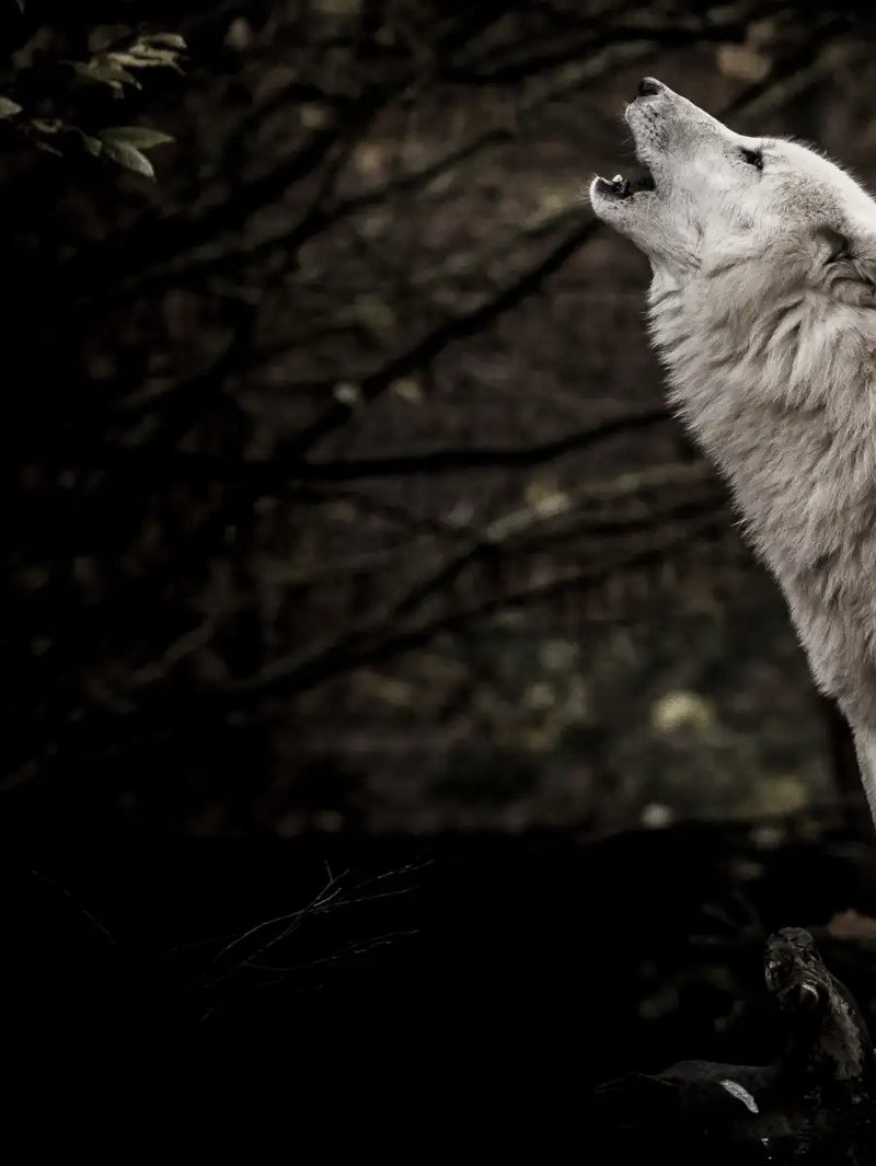 The Lone Wolf Wall Art
