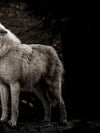 The Lone Wolf Wall Art