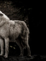 The Lone Wolf Wall Art
