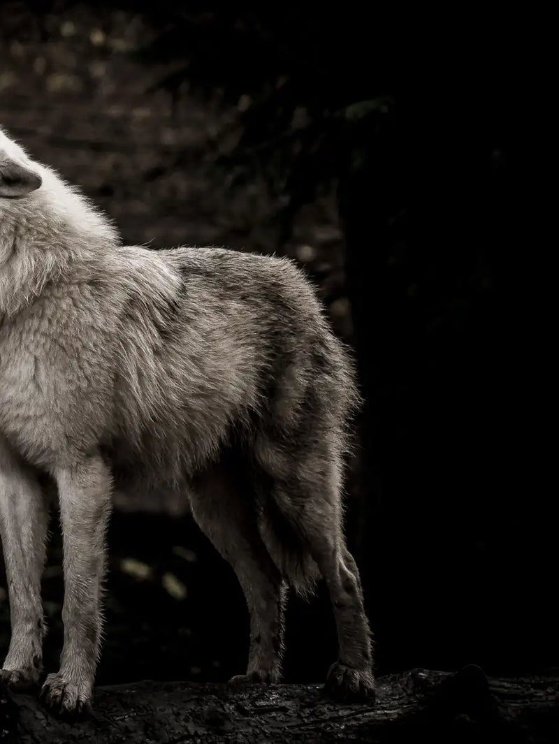 The Lone Wolf Wall Art