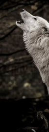 The Lone Wolf Wall Art