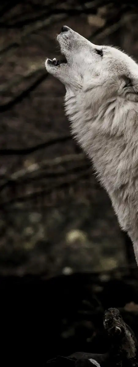 The Lone Wolf Wall Art