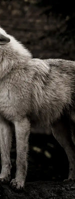 The Lone Wolf Wall Art