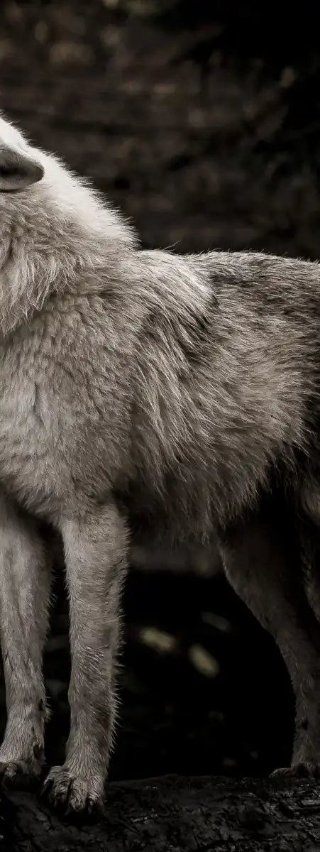 The Lone Wolf Wall Art
