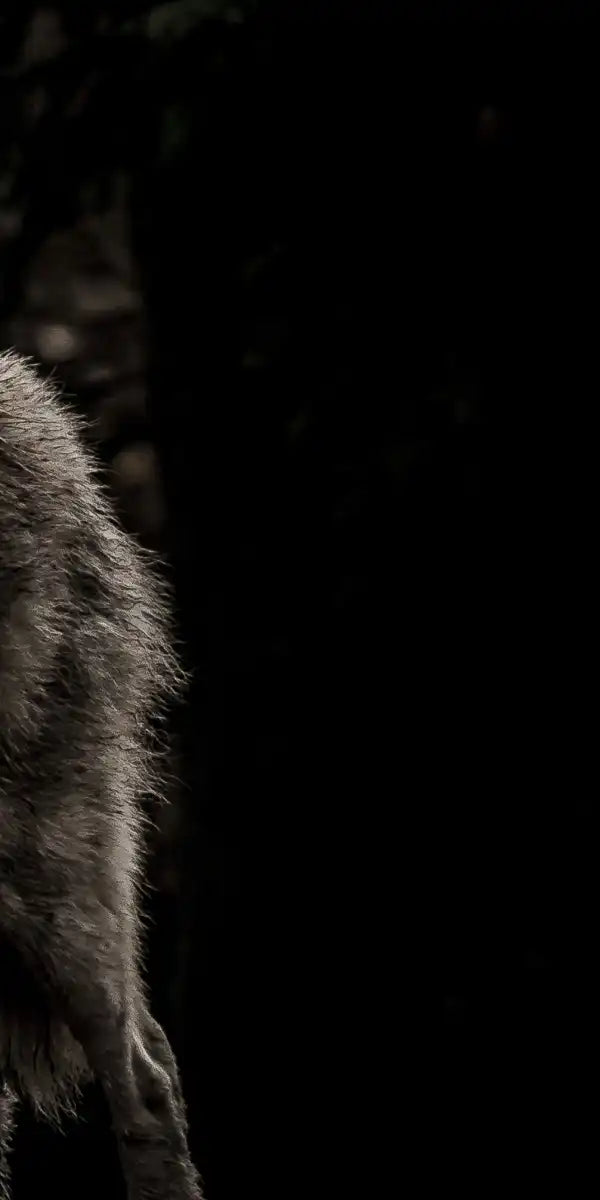 The Lone Wolf Wall Art