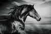 Thoroughbred Wall Art