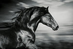Thoroughbred Wall Art
