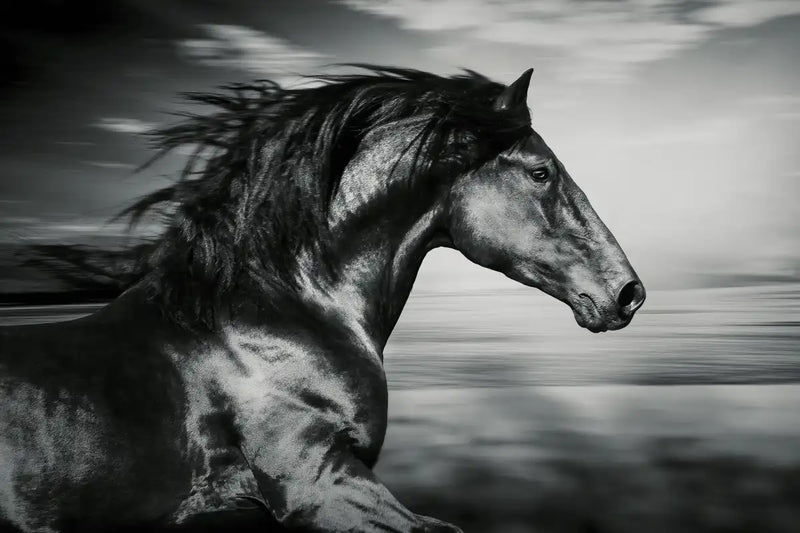 Thoroughbred Wall Art