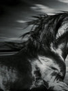 Thoroughbred Wall Art