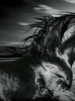 Thoroughbred Wall Art
