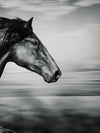 Thoroughbred Wall Art