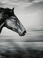 Thoroughbred Wall Art