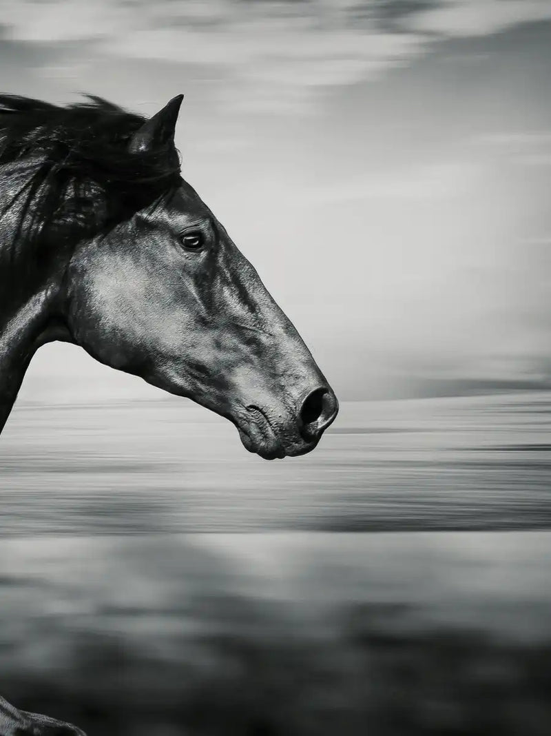 Thoroughbred Wall Art