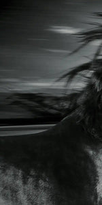 Thoroughbred Wall Art