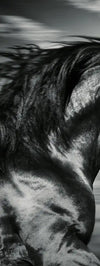 Thoroughbred Wall Art