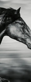 Thoroughbred Wall Art